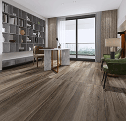 新西蘭松Monterey pine